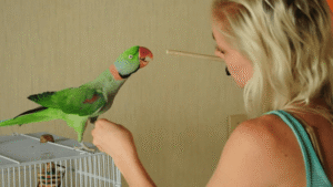How to Train a Parrot