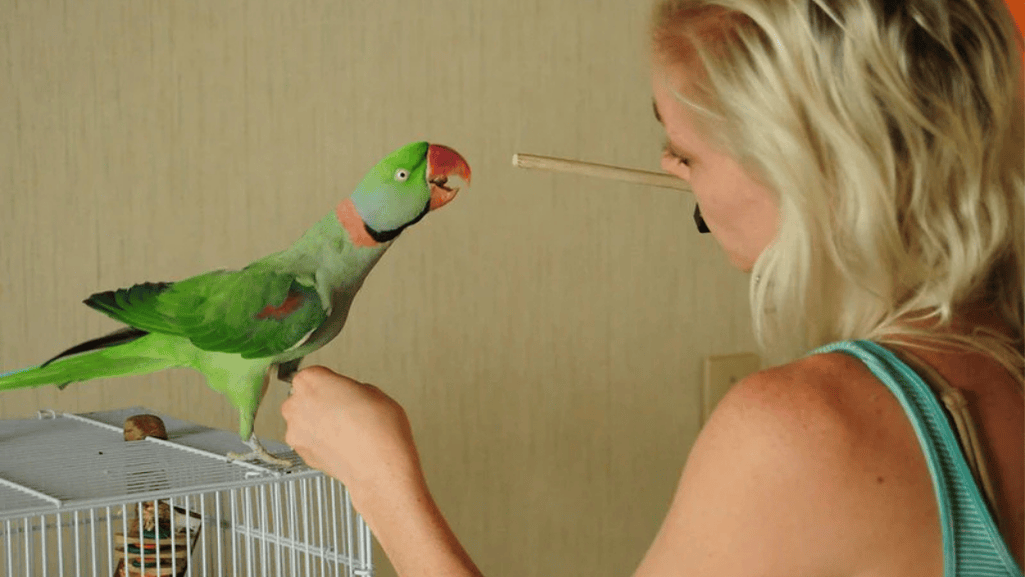 How to Train a Parrot