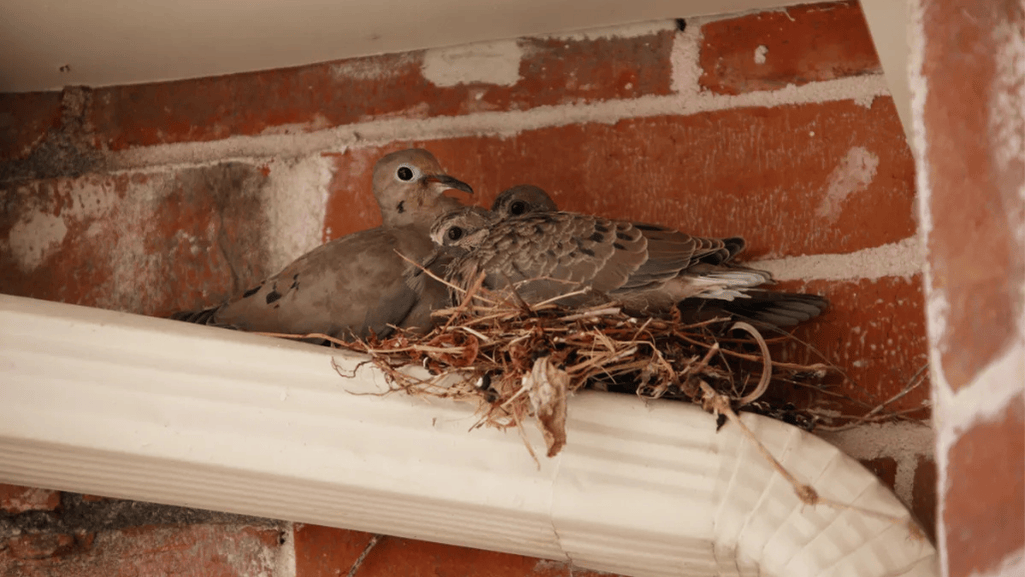 Installing Perches and Nesting Areas