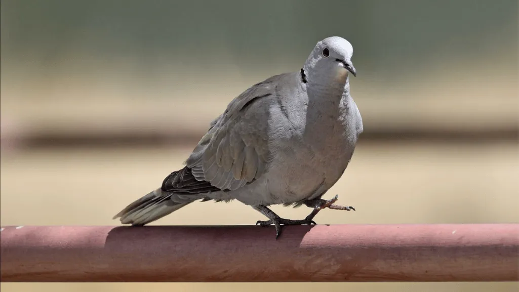 Introduction to the Eurasian Collared Dove