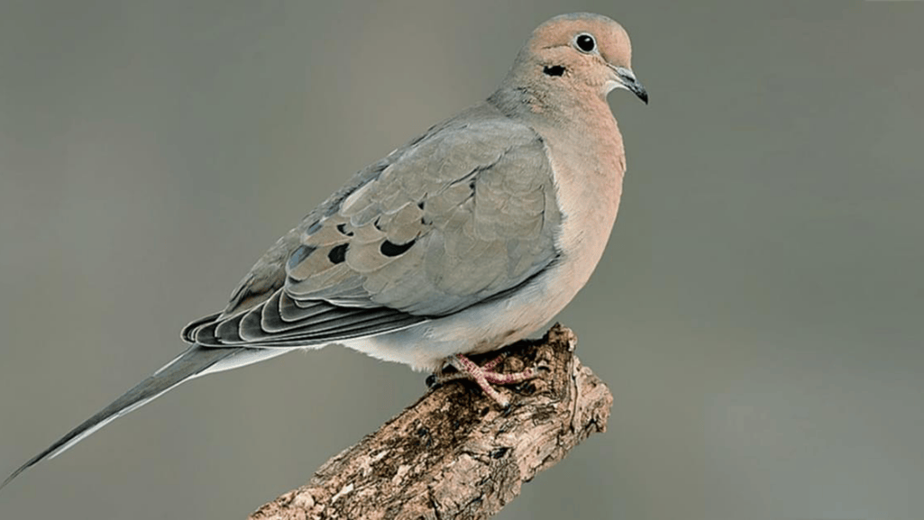 Introduction to the Mourning Dove