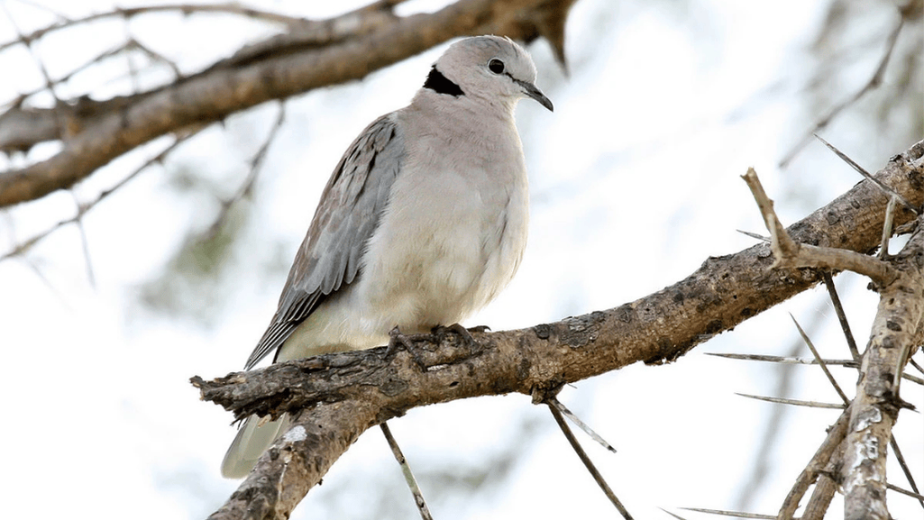 Introduction to the Ring-necked Dove