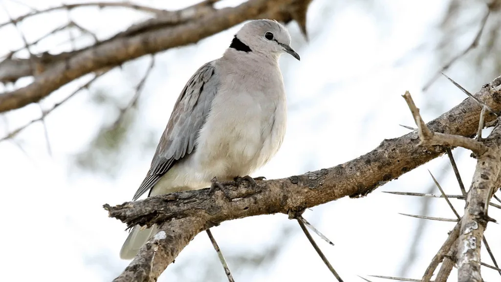 Introduction to the Ring-necked Dove