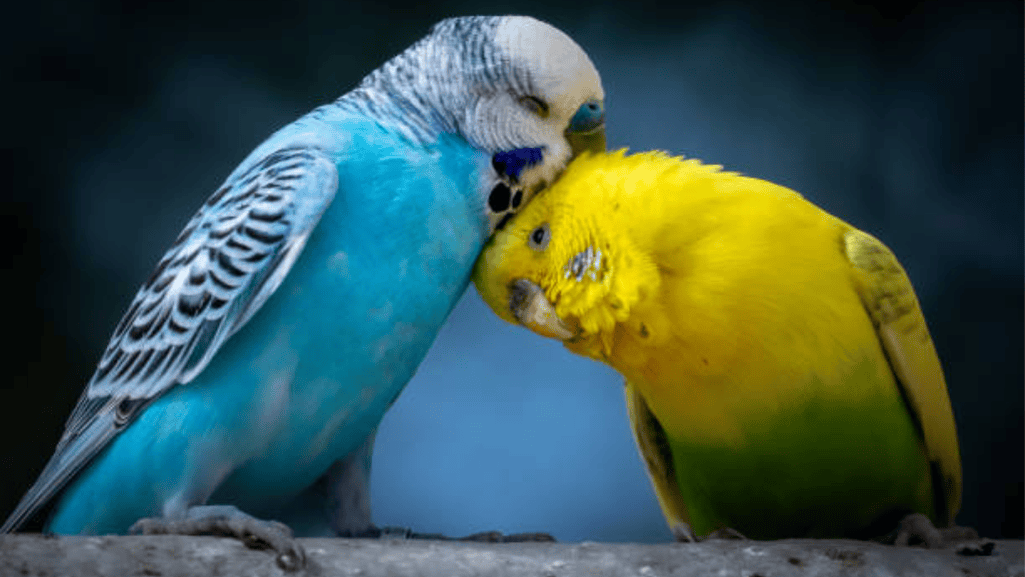 Lovebird Behavior