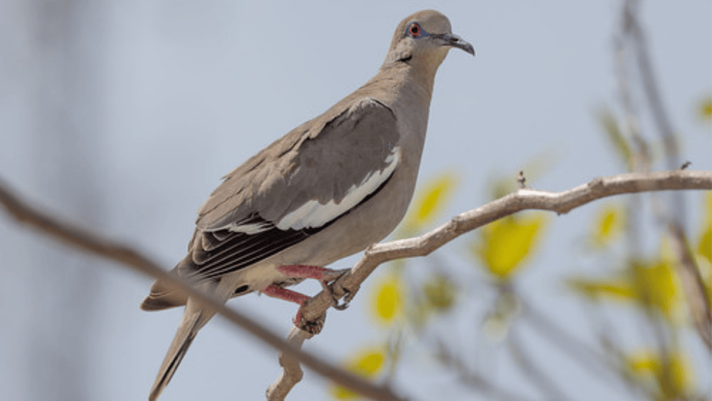 Migration patterns of the White-winged Dove