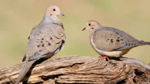 Mourning Dove