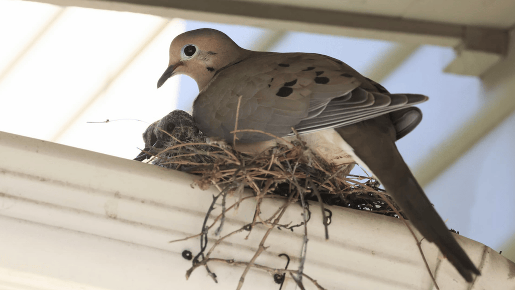 Mourning Dove Nesting Habits