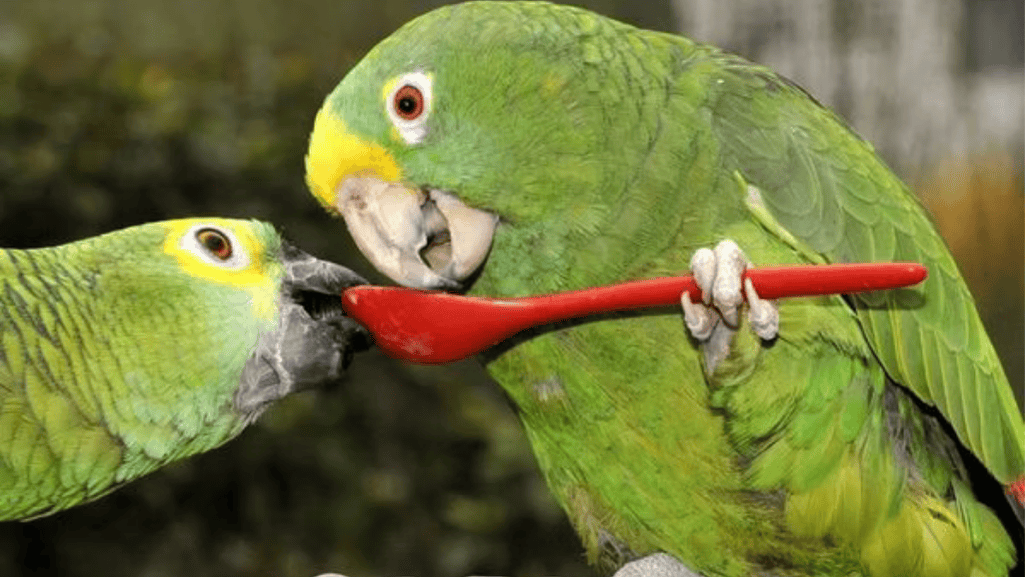 Parrot Care Tips