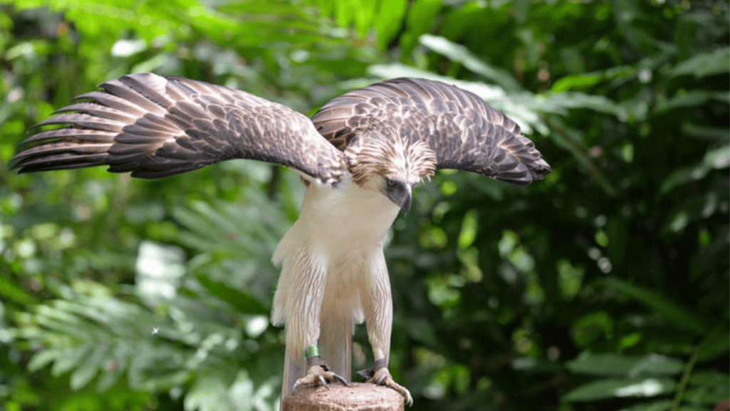 Philippine Eagle wings