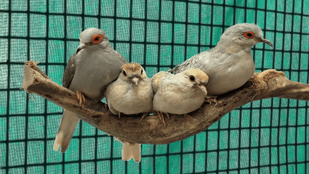 Popular Dove Varieties for Breeding