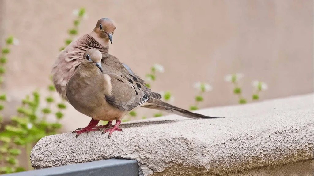 Respiratory Infections in Doves