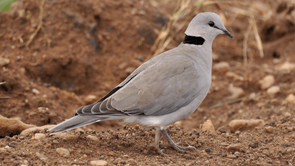 Ring-necked Dove Gentle Behavior
