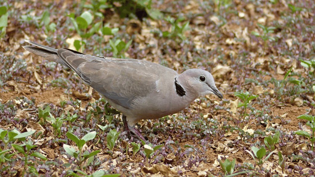 Ring-necked Dove appearance