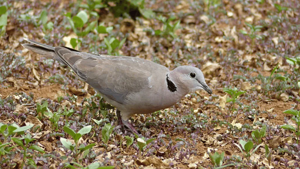 Ring-necked Dove appearance