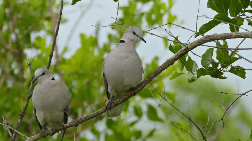 Ring-necked Dove