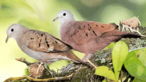 Ruddy Ground Dove