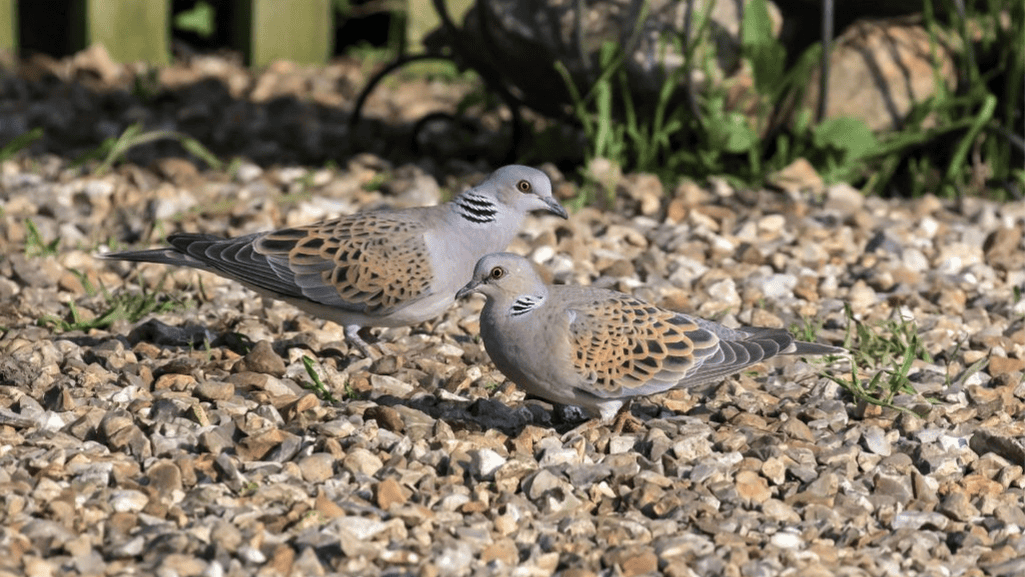 Seasonal Considerations for Dove Feeding