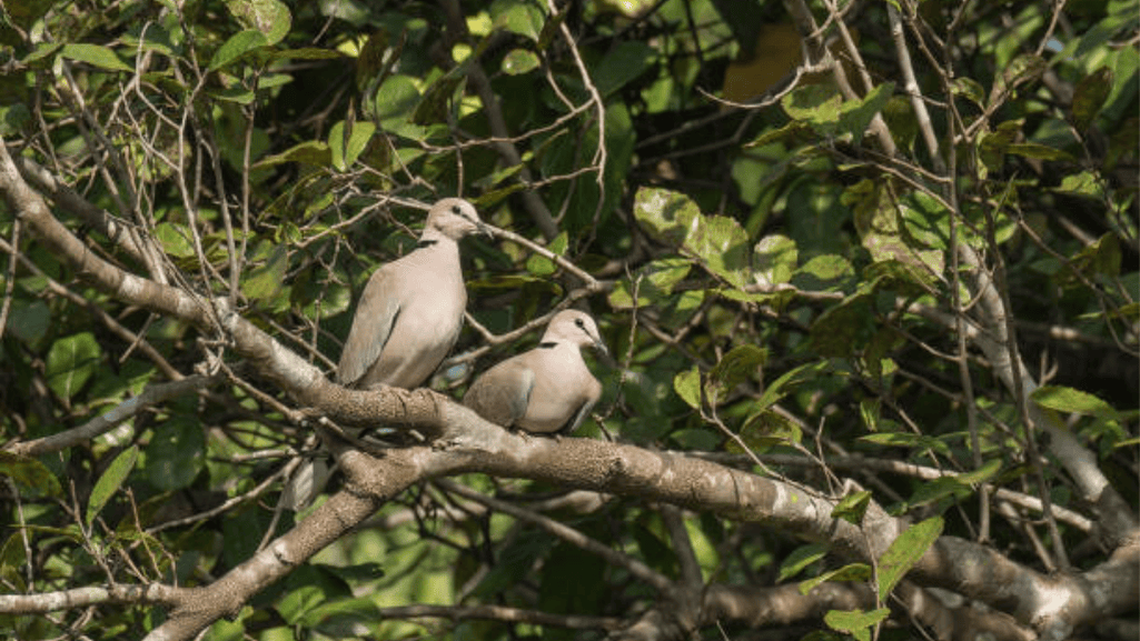 Selecting the Right Cage or Aviary for Your Doves