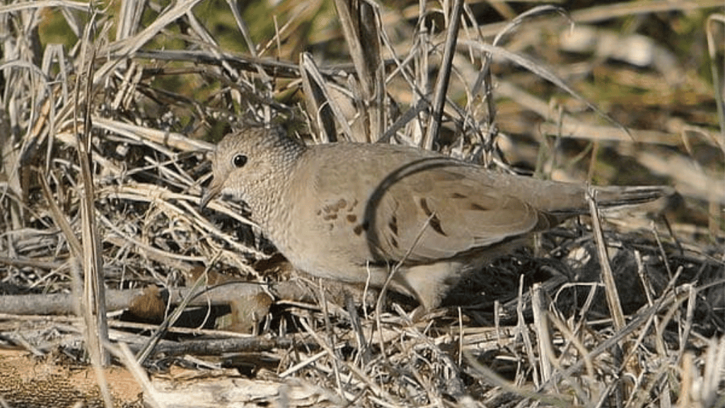 Significance in North American Avifauna