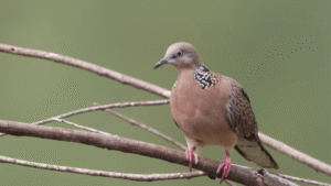 Spotted Dove