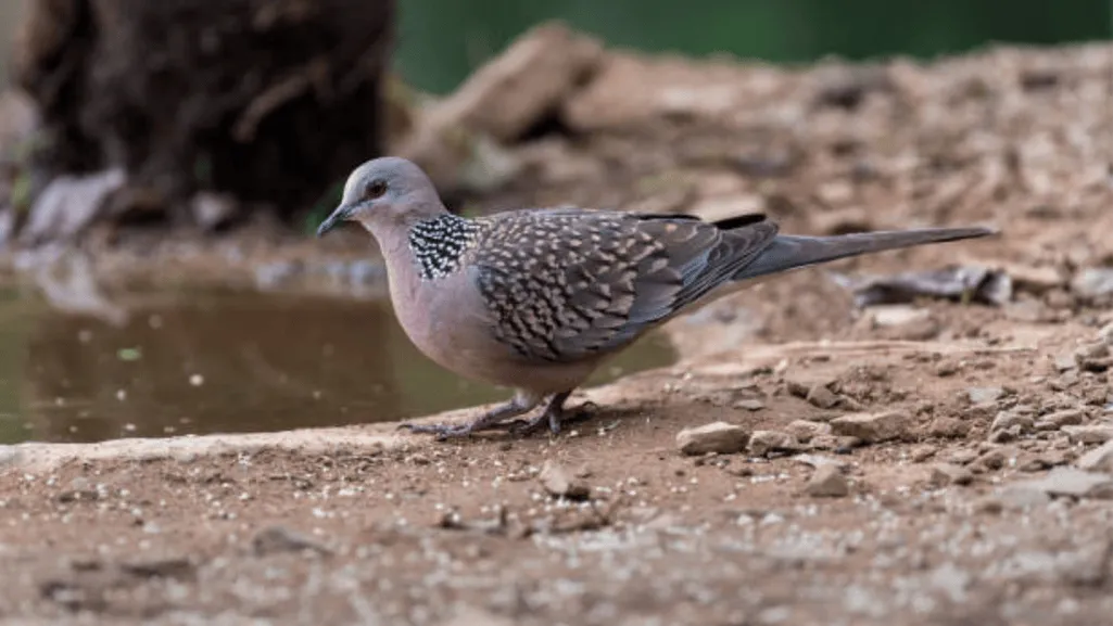 Spotted Dove foraging behavior