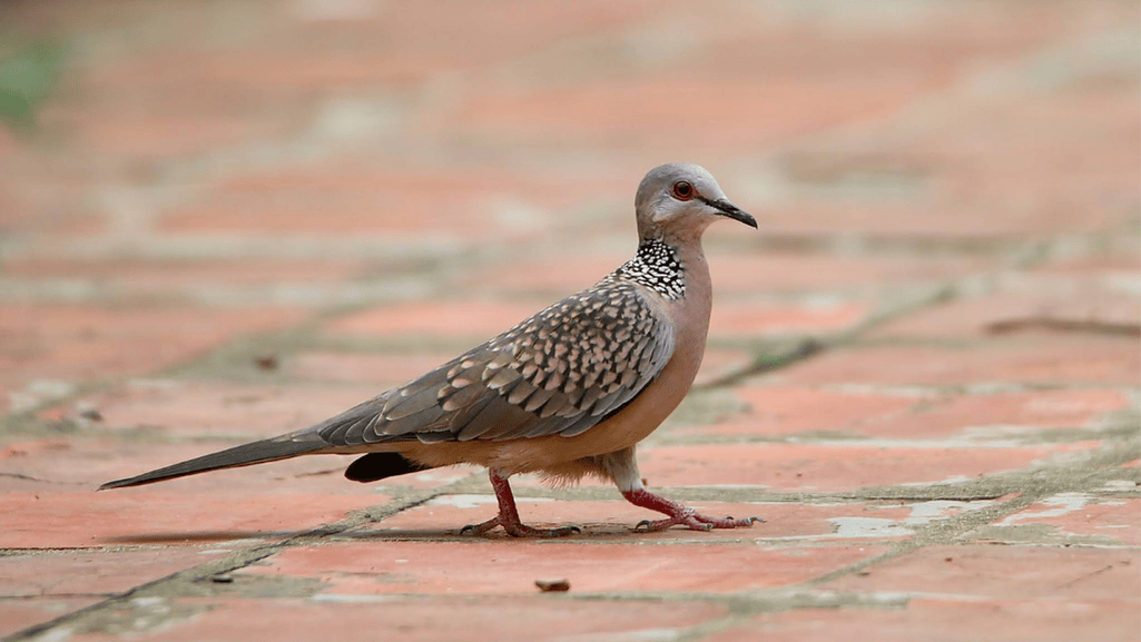 Spotted Dove in natural habitat