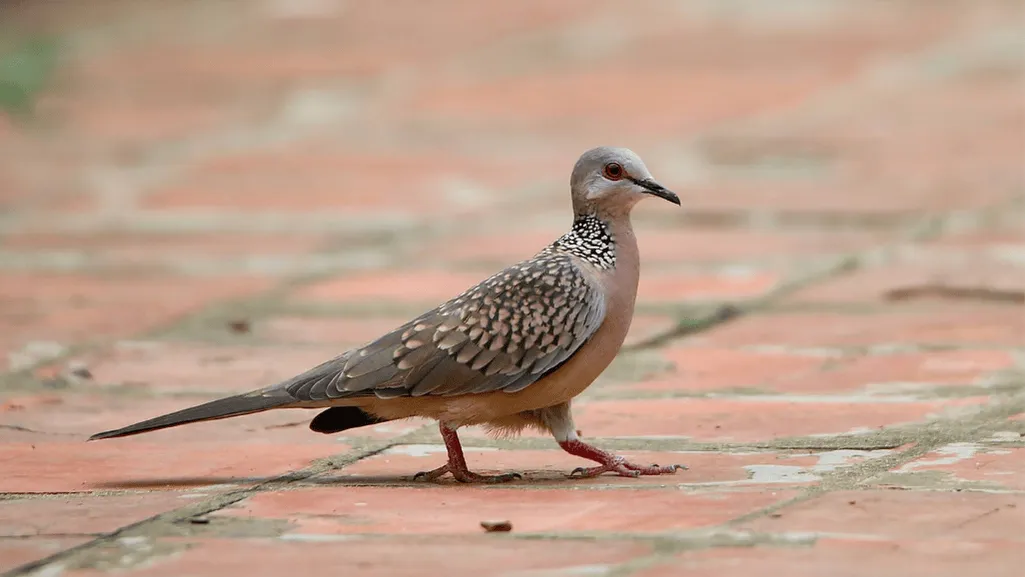Spotted Dove in natural habitat