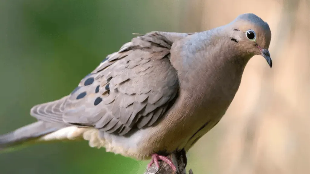 Symptoms of Respiratory Distress