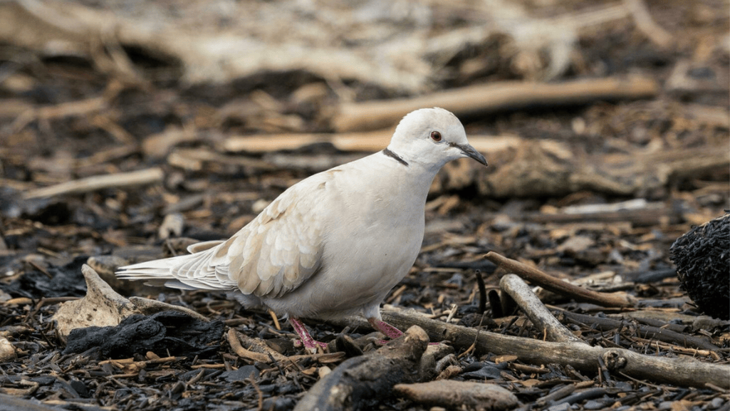 The African Collared Dove Diet