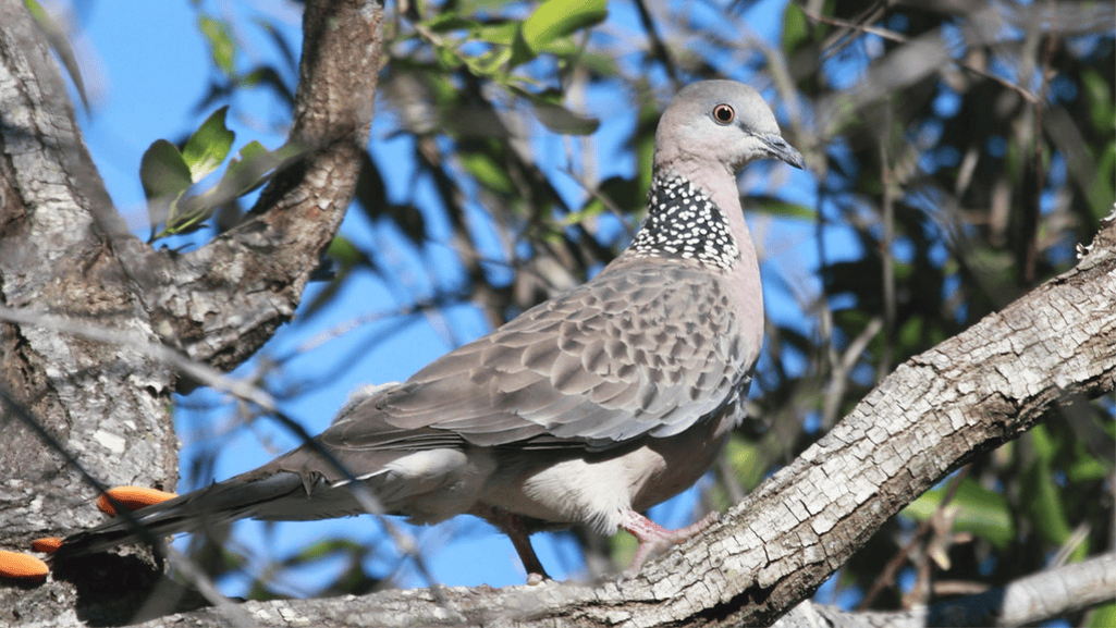 The Spotted Dove’s Preferred Environments