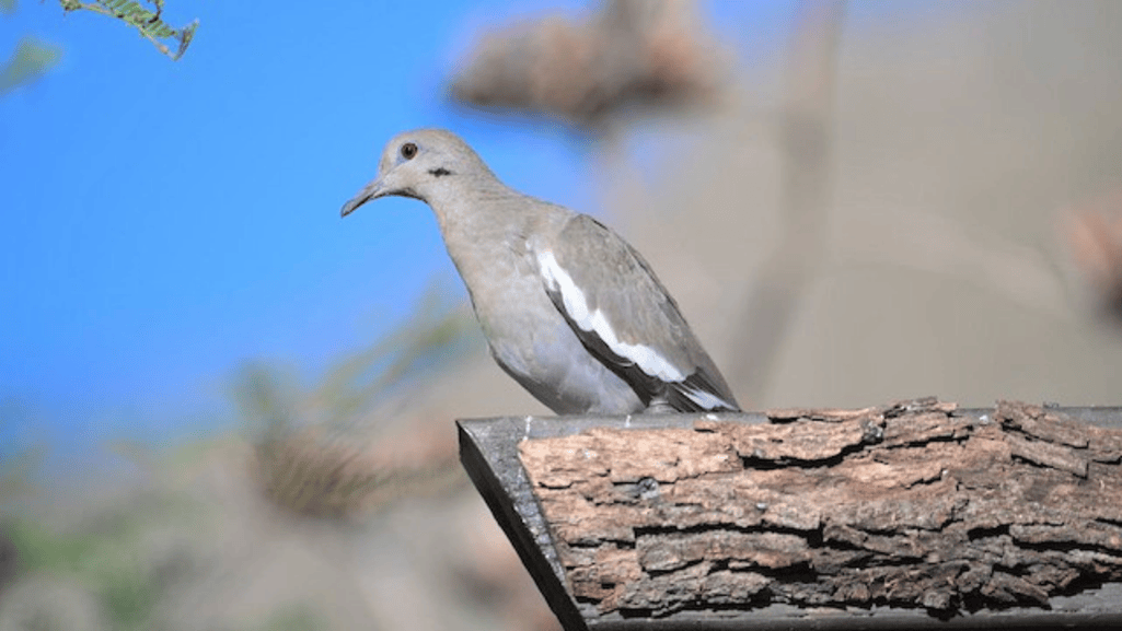 The unique diet of the White-winged Dove