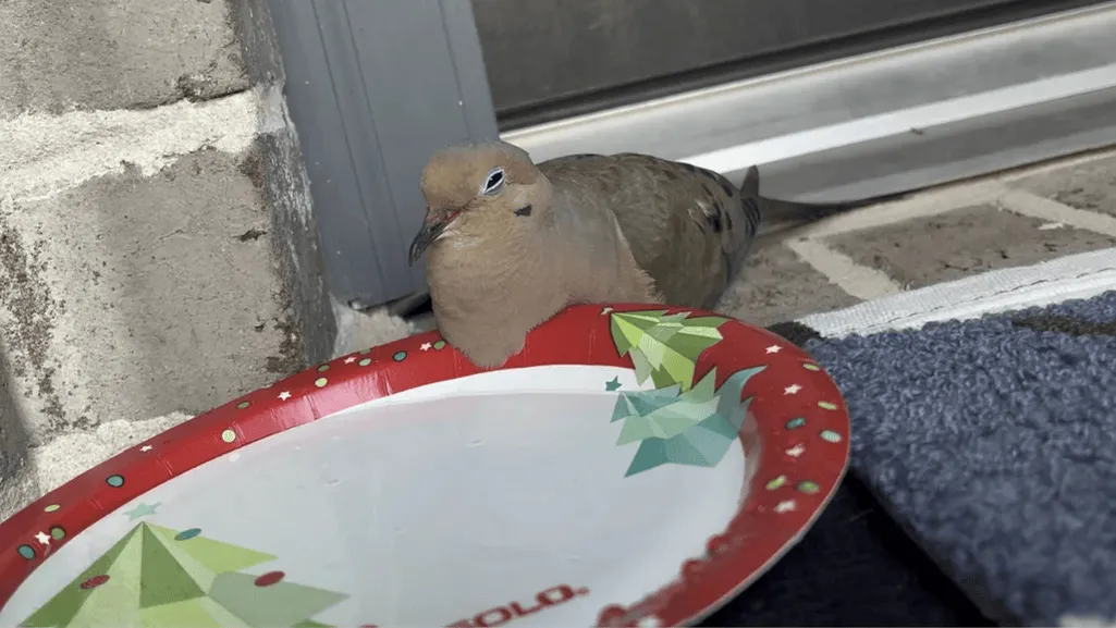 Treatment and Prevention Strategies