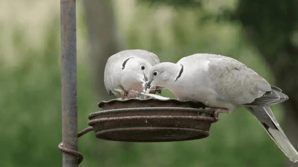 Understanding Dove Species and Their Dietary Needs