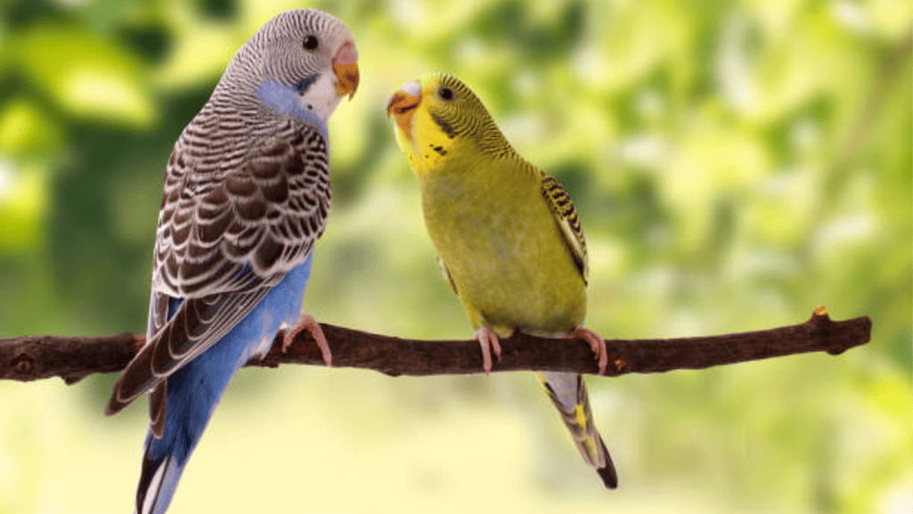 Understanding Lovebirds Species, Personality, and Natural Behaviors