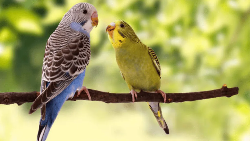 Understanding Lovebirds Species, Personality, and Natural Behaviors