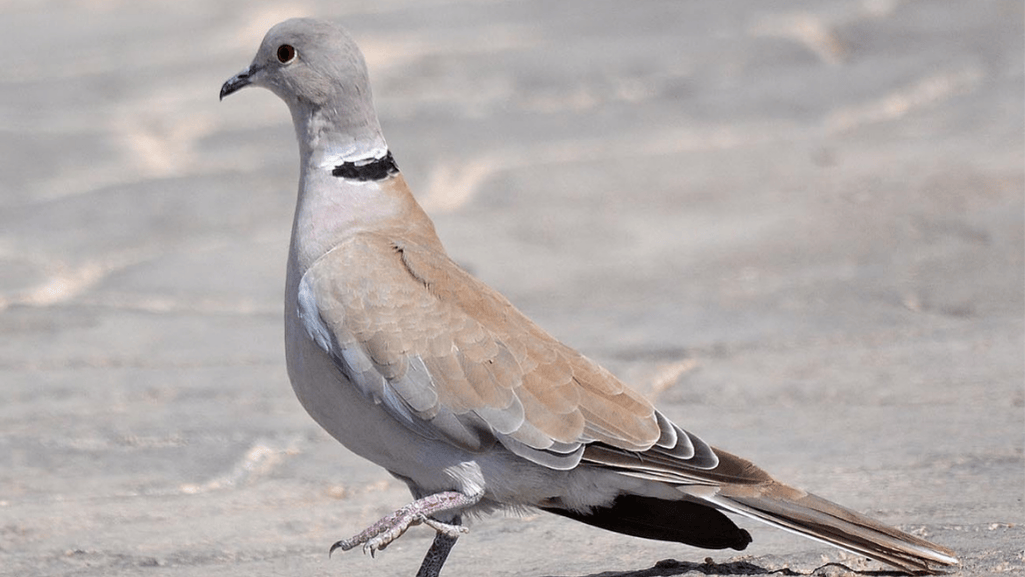 Understanding the African Collared Dove