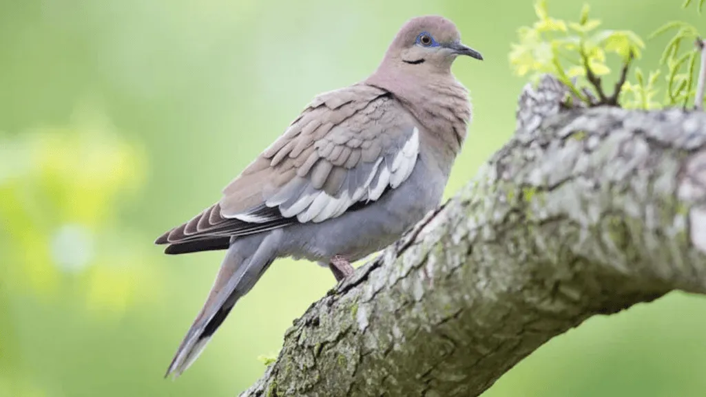 Understanding the White-winged Dove population