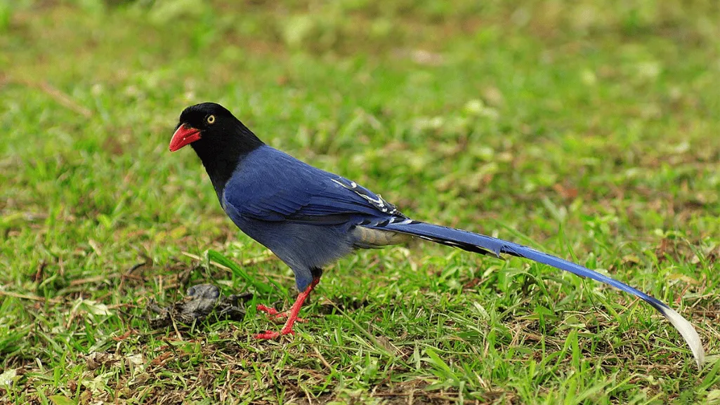 endemic long-tailed blue magpie
