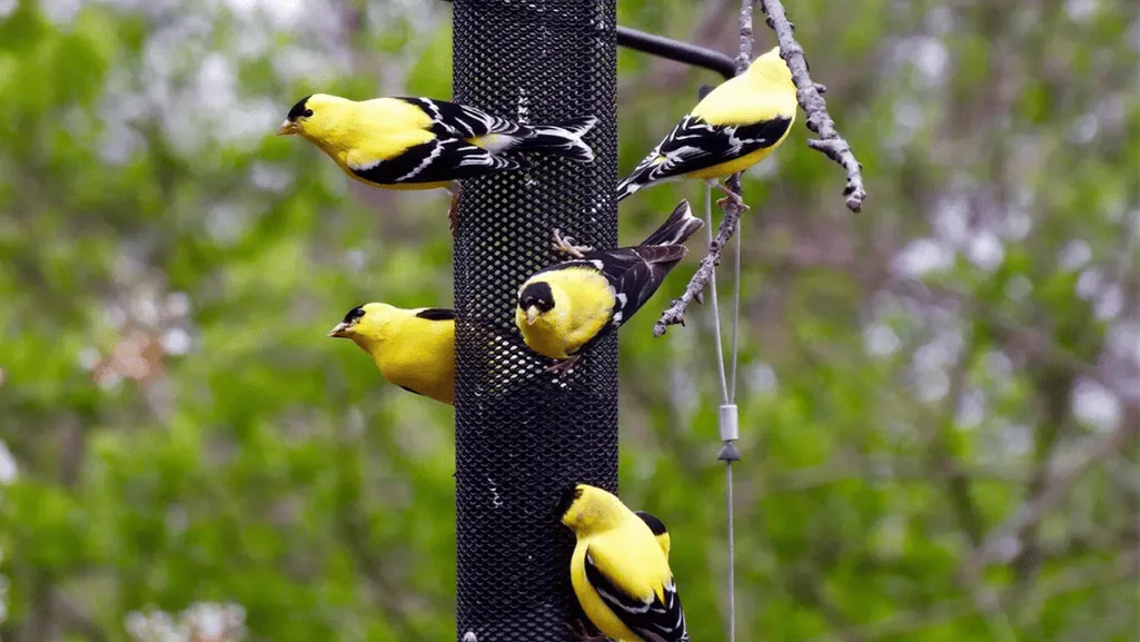 feeders placement birds