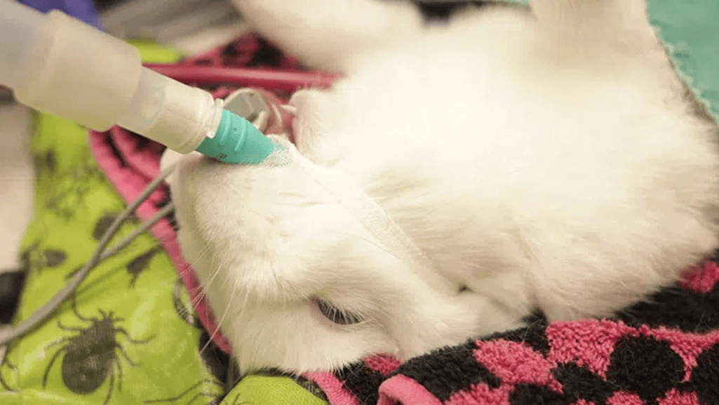 location ventilation rabbits