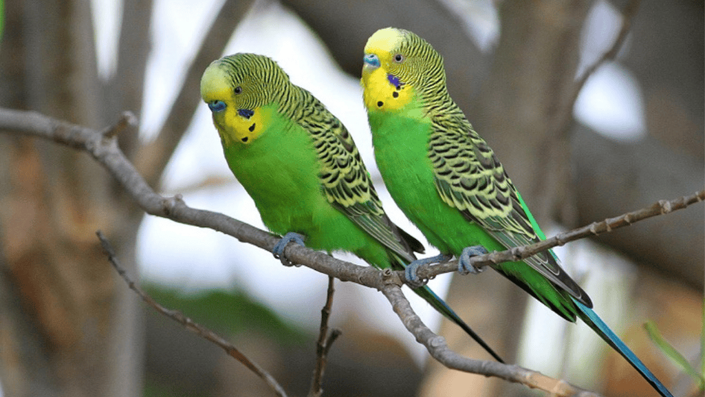 lovebirds communication