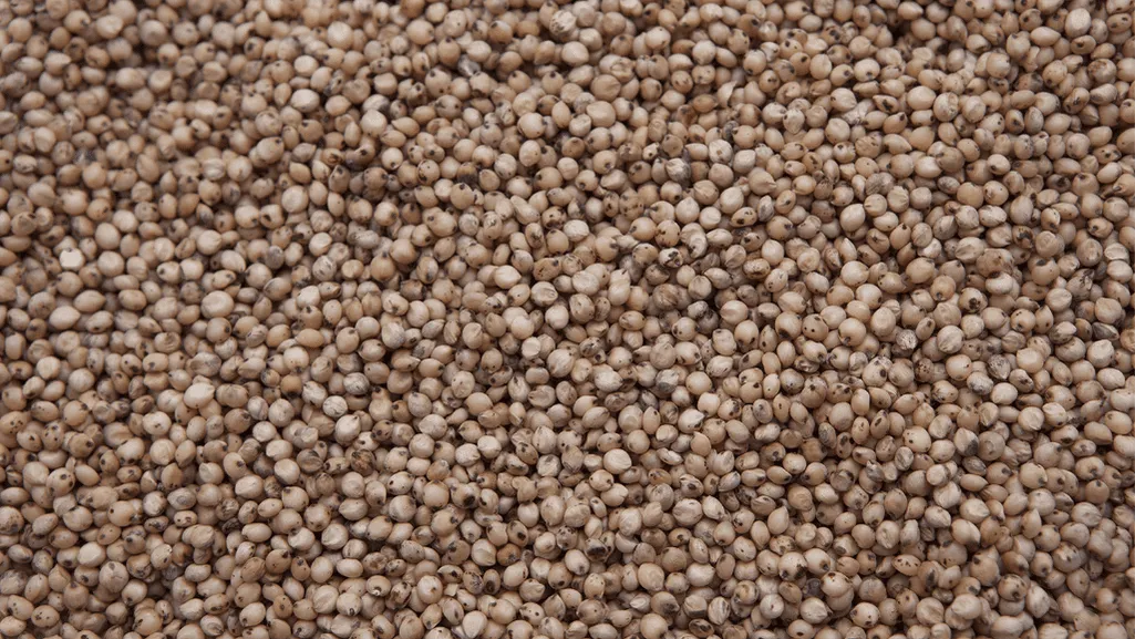 milo and corn fillers