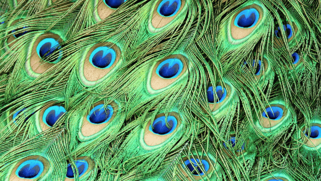 peafowl feathers