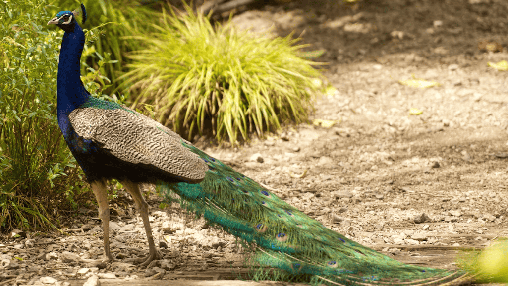 peafowl identification