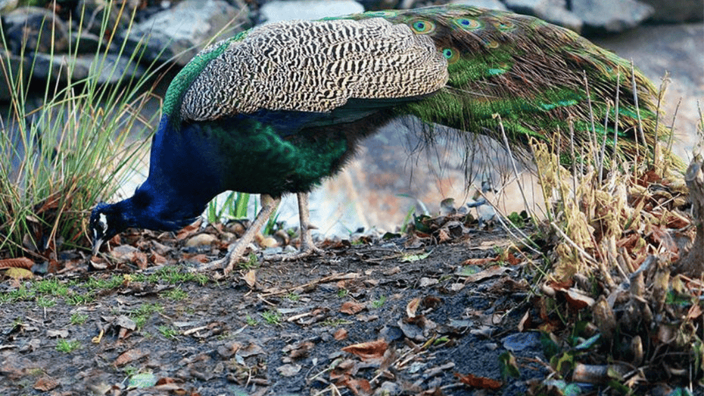 peafowl supplements grit