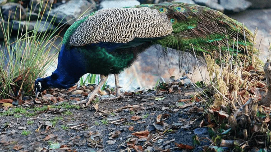 peafowl supplements grit