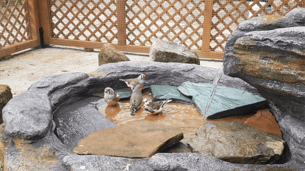 perches and water for birds