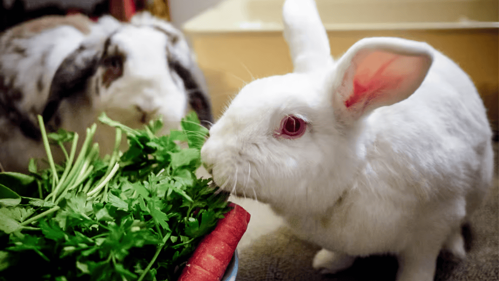 rabbit diet