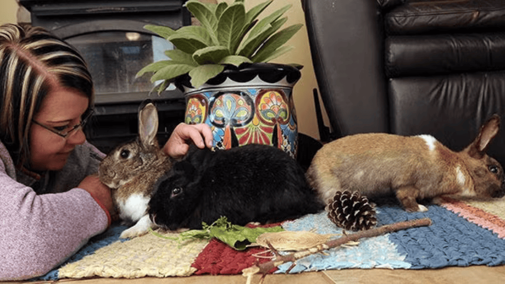 rabbit-proofing home