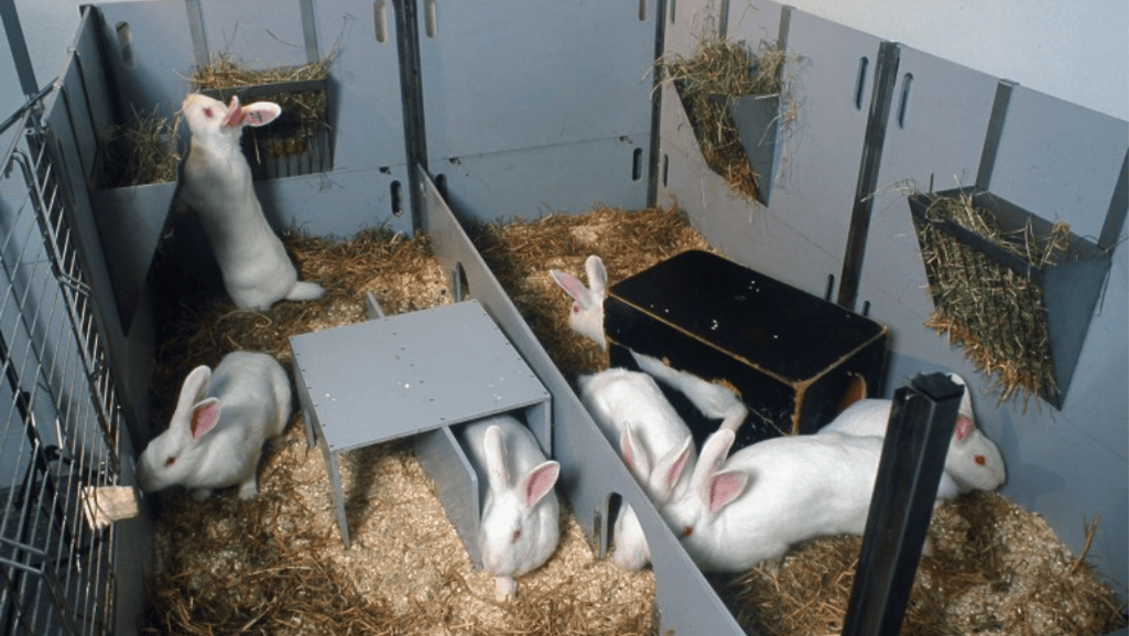 rabbits housing